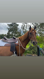 Quick Change stock Bridle