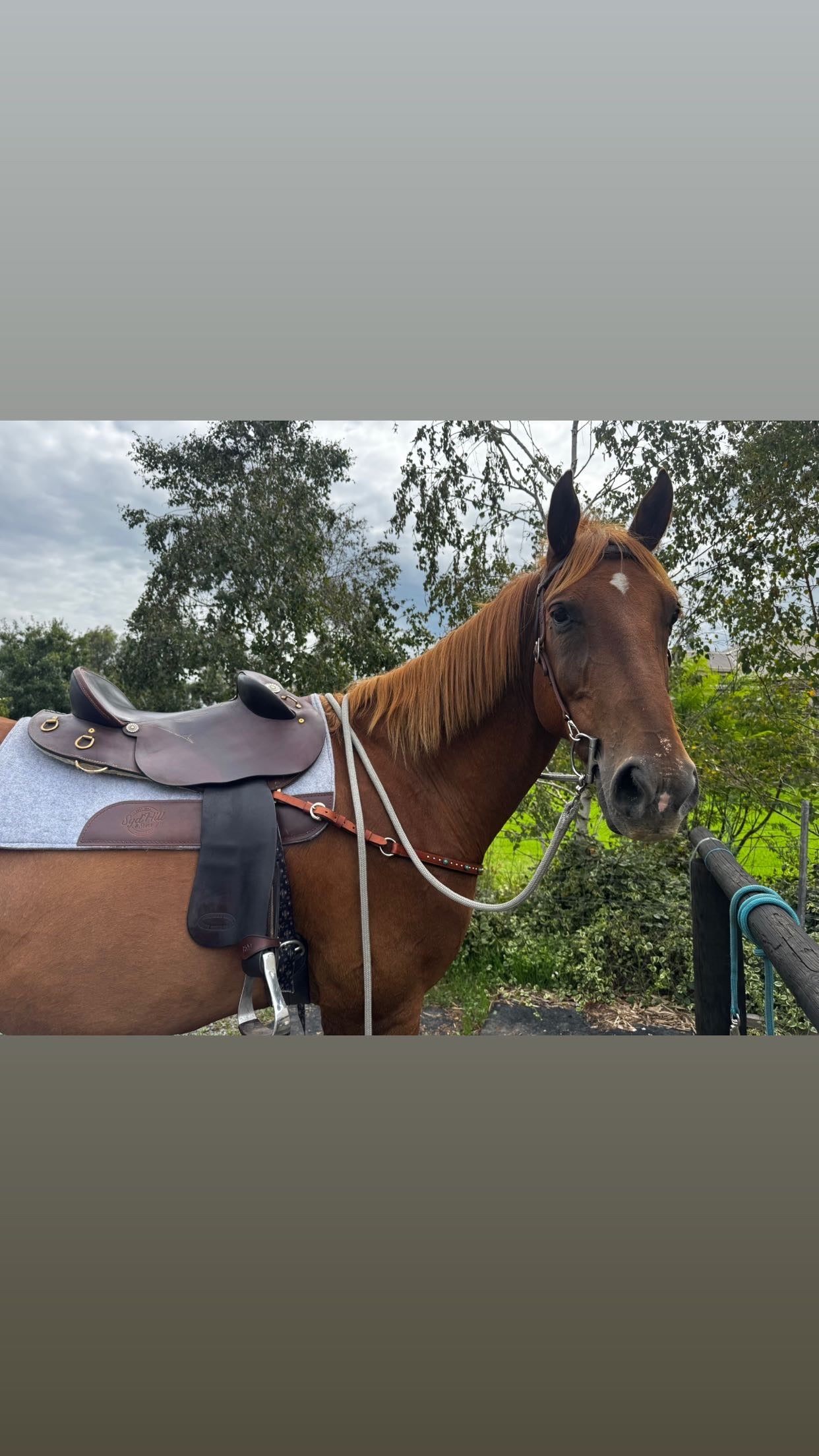 Quick Change stock Bridle