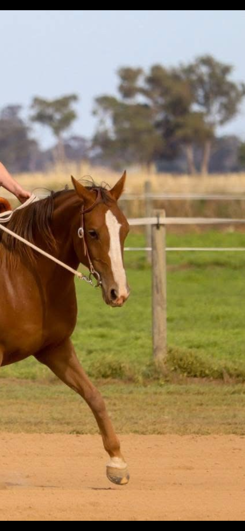 One ear Quick Change bridle
