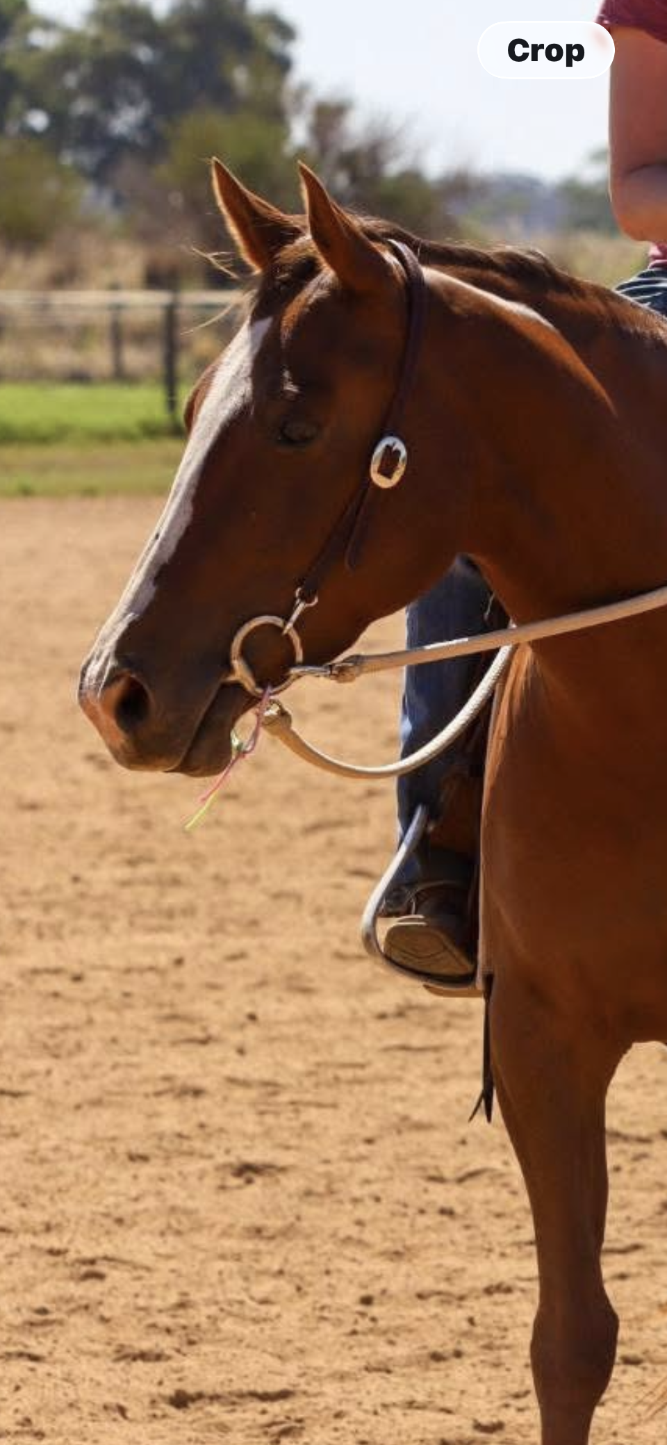 One ear Quick Change bridle